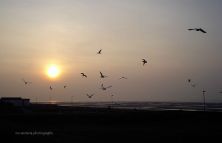 coming home to roost.jpg